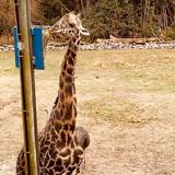 Virginia Zoo