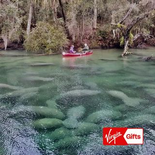 Manatee Encounter Kayak Tour