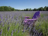 Immerse in Lavender By the Bay
