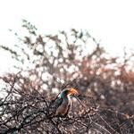 Monkeyland and Birds of Eden