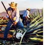 Jose Cuervo & Fields