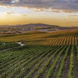 Destination Temecula Wine Tours and Experiences