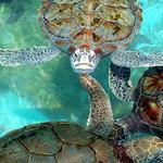 Tortugranja (Turtle Sactuary)