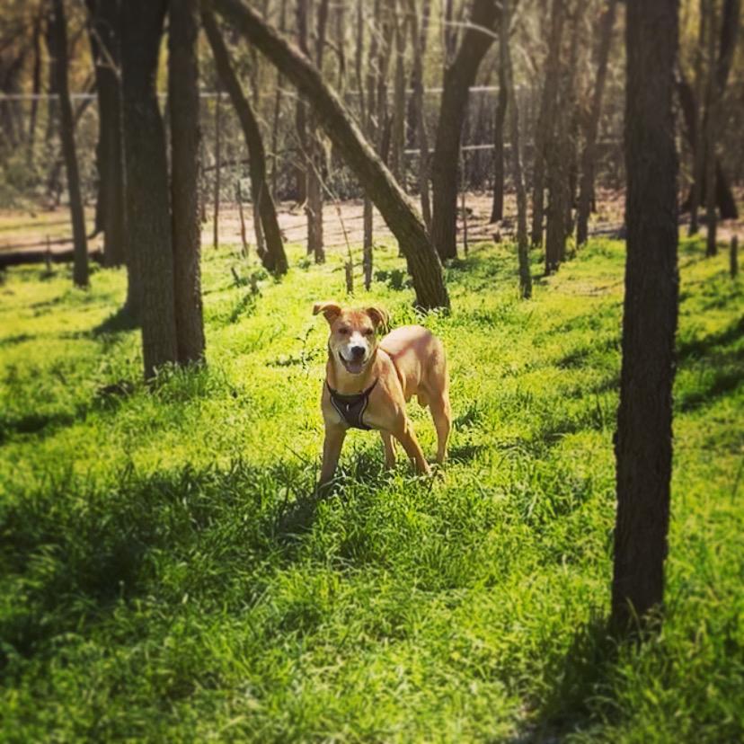 🐶