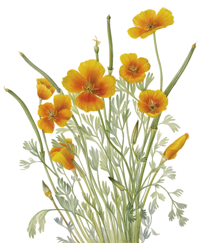 The Wedding Website of Lauren Bryant and Connor Alhart