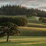 Stoller Family Estate