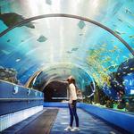 Georgia Aquarium