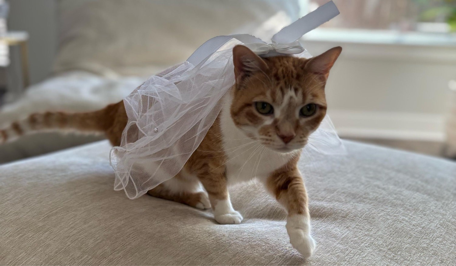 The Wedding Website of Amanda Andrade and Stephen Nuñez