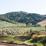 McEvoy Ranch Winery & Olive Oil Tasting