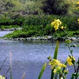 Arcata Marsh & Wildlife Sanctuary