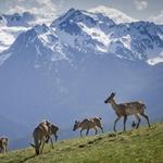 Olympic National Park