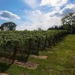 Del Vino Vineyards
