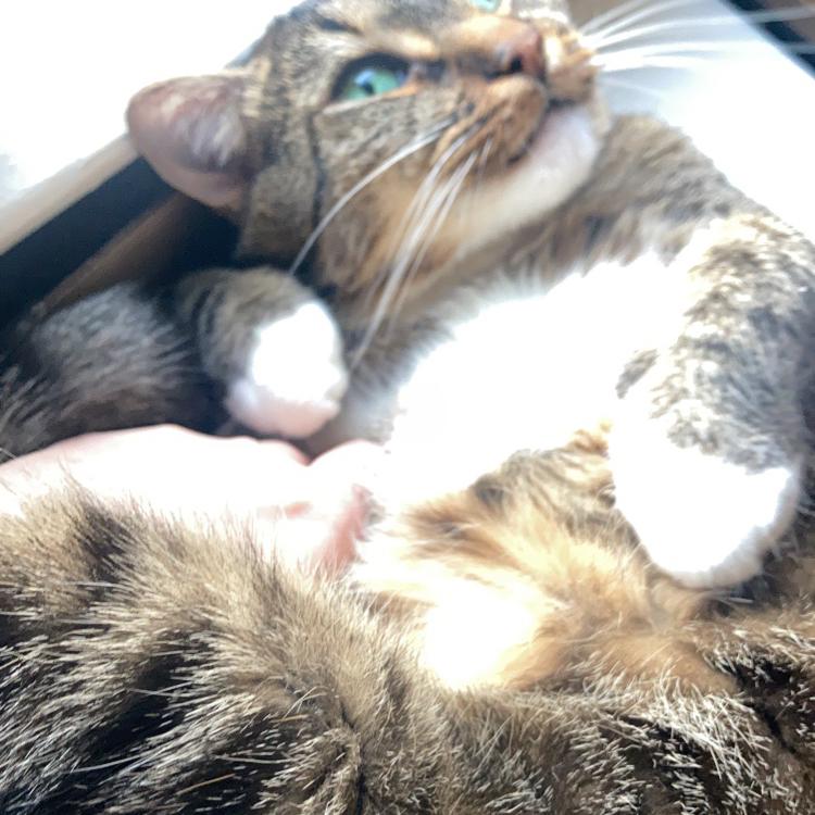 Here's our cat, Buddha, in his natural state.