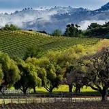 Wine Tasting in Santa Ynez