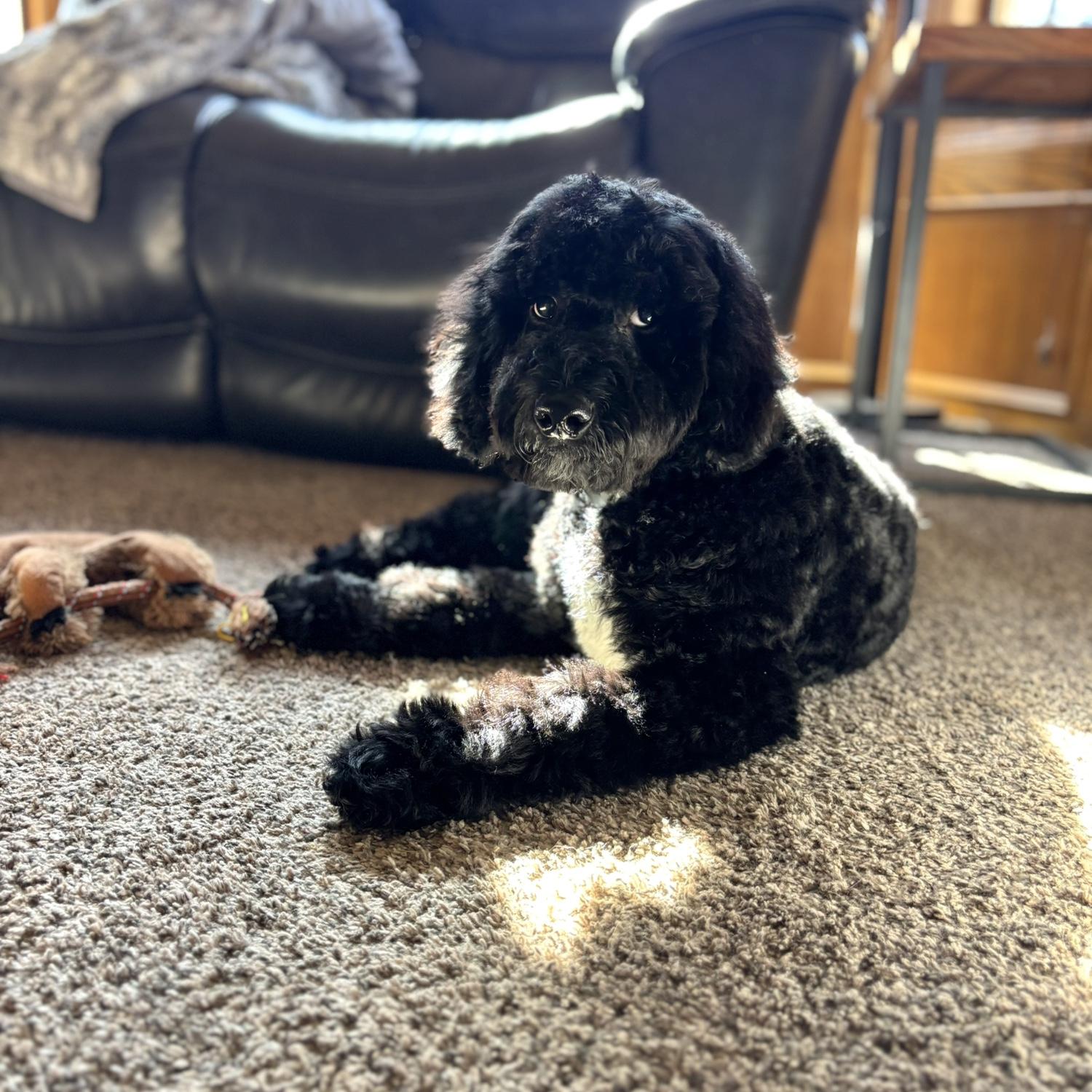 Newest addition to our little family, Milo