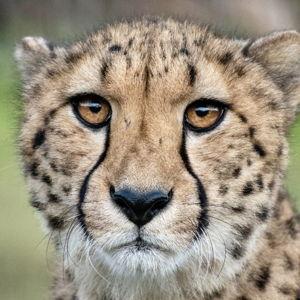 Cheetah Sanctuary