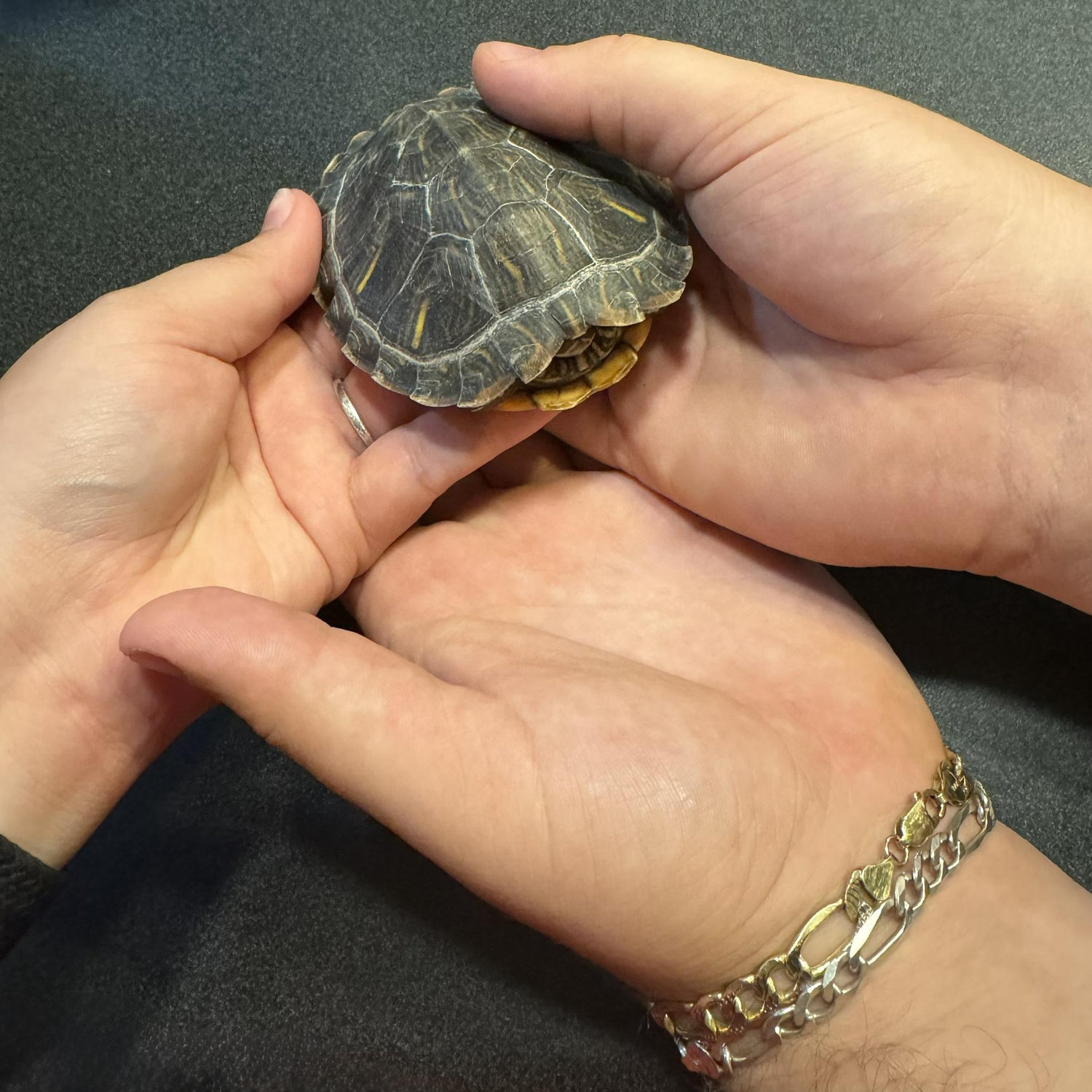 Our first pet Todo!