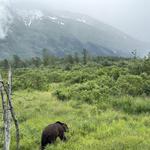 Alaska Wildlife Conservation Center