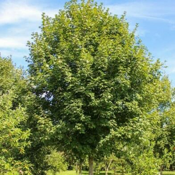 A Tree for our Home