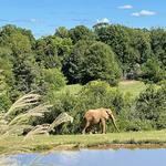 North Carolina Zoo