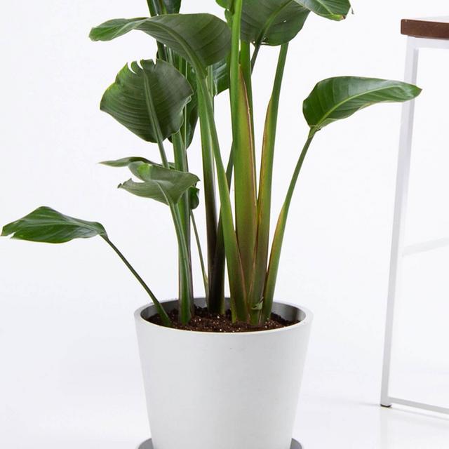 Bird of Paradise plant