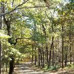 Davey Dogwood Park