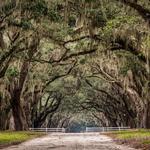 Savannah