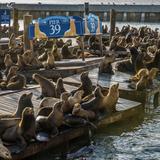 PIER 39