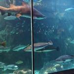 Two Oceans Aquarium adn V+A Waterfront