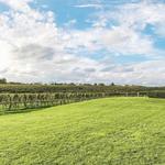 Wölffer Estate Vineyard