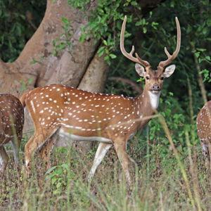 Axis Deer Hunt - Honeymoon Package