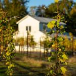 Davesté Vineyards