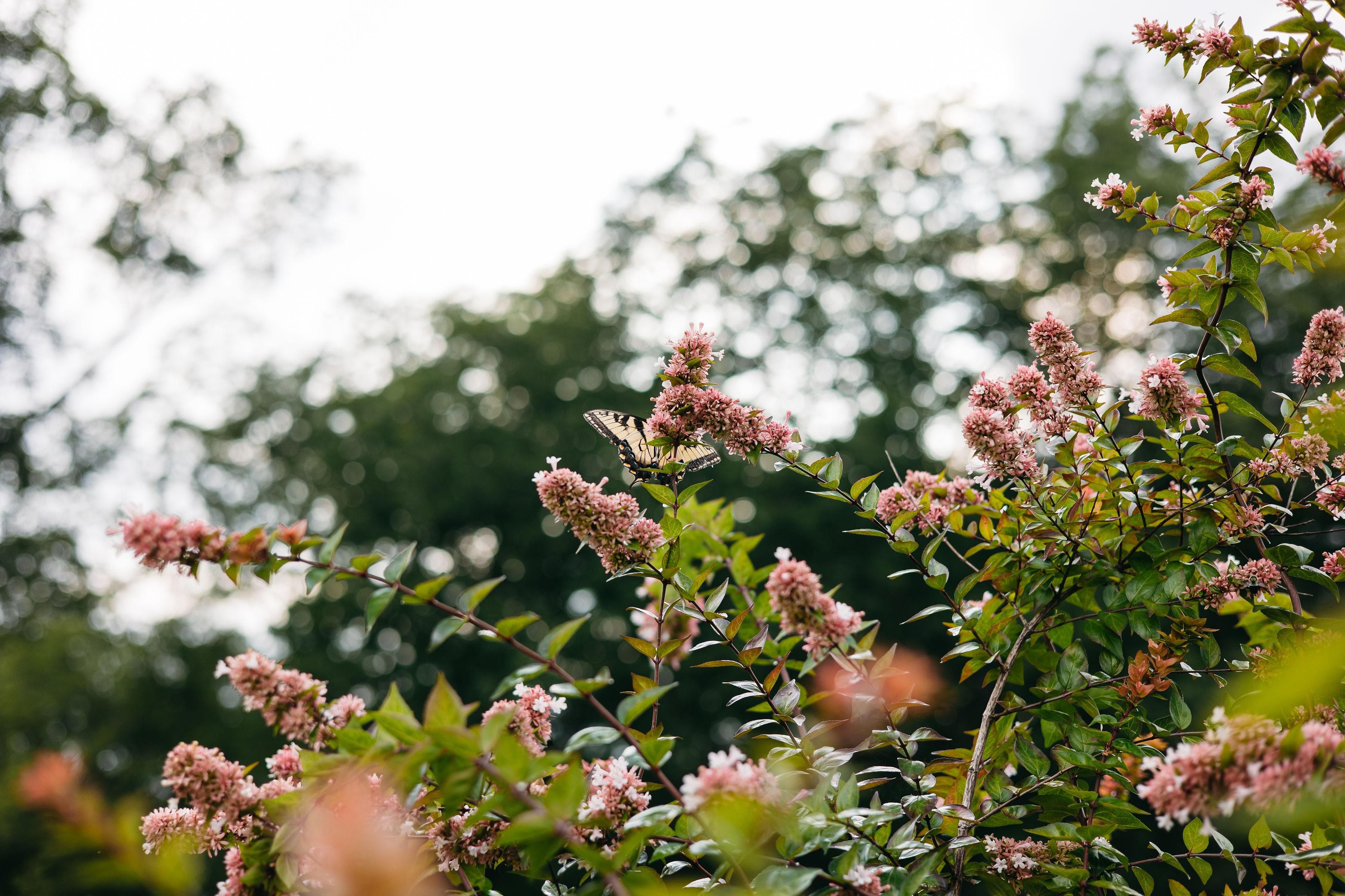 The Wedding Website of Isaura Carvajal and Jake Pivnik