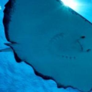 Island Safari and Stingray Fantasy Antigua