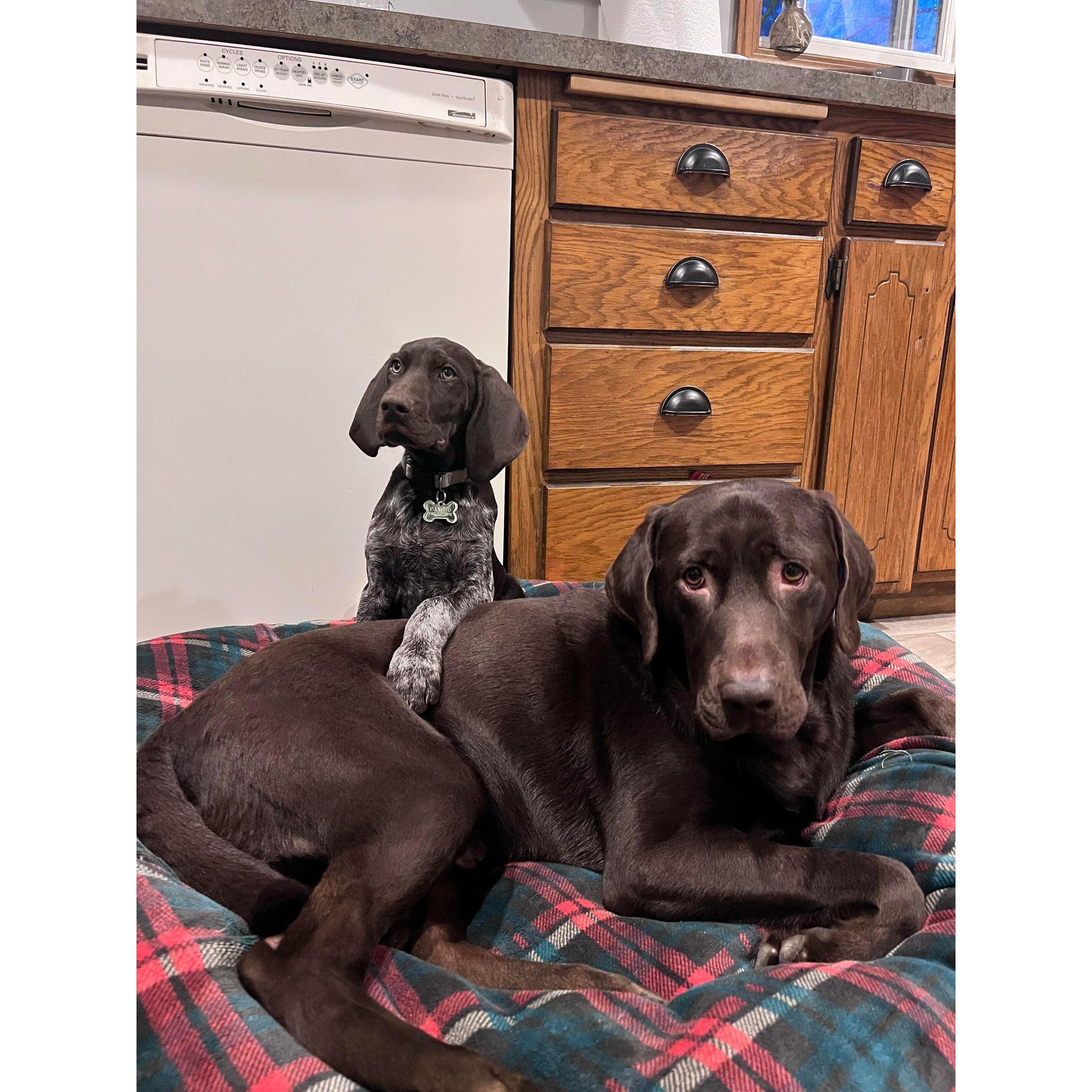 Our Puppies Captain and Pancho / Nuestros perritos Capitan y Pancho 