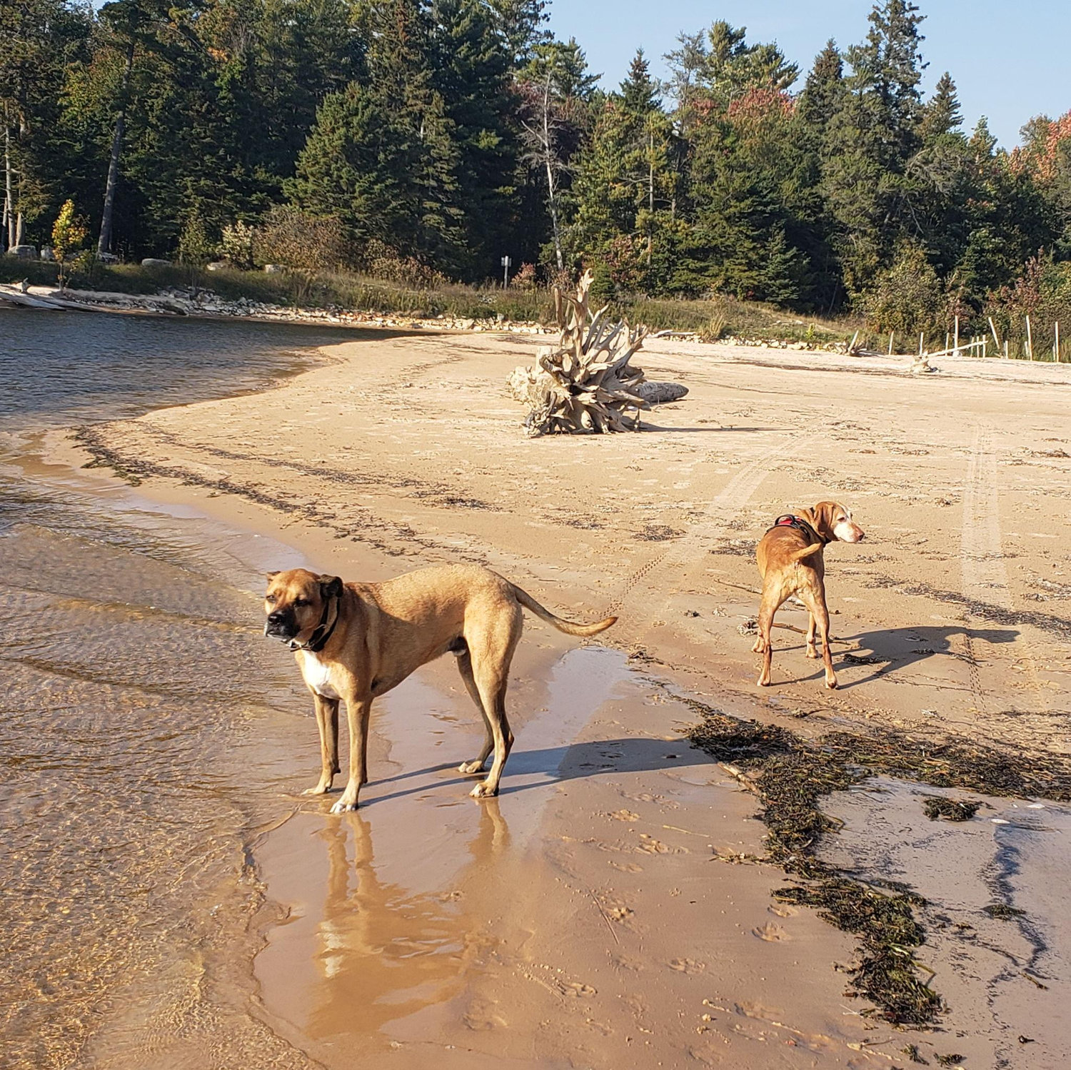 Beach Dags