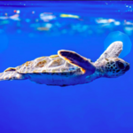 Loggerhead Marinelife Center