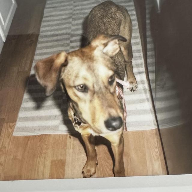 Street Dog Hero Donations