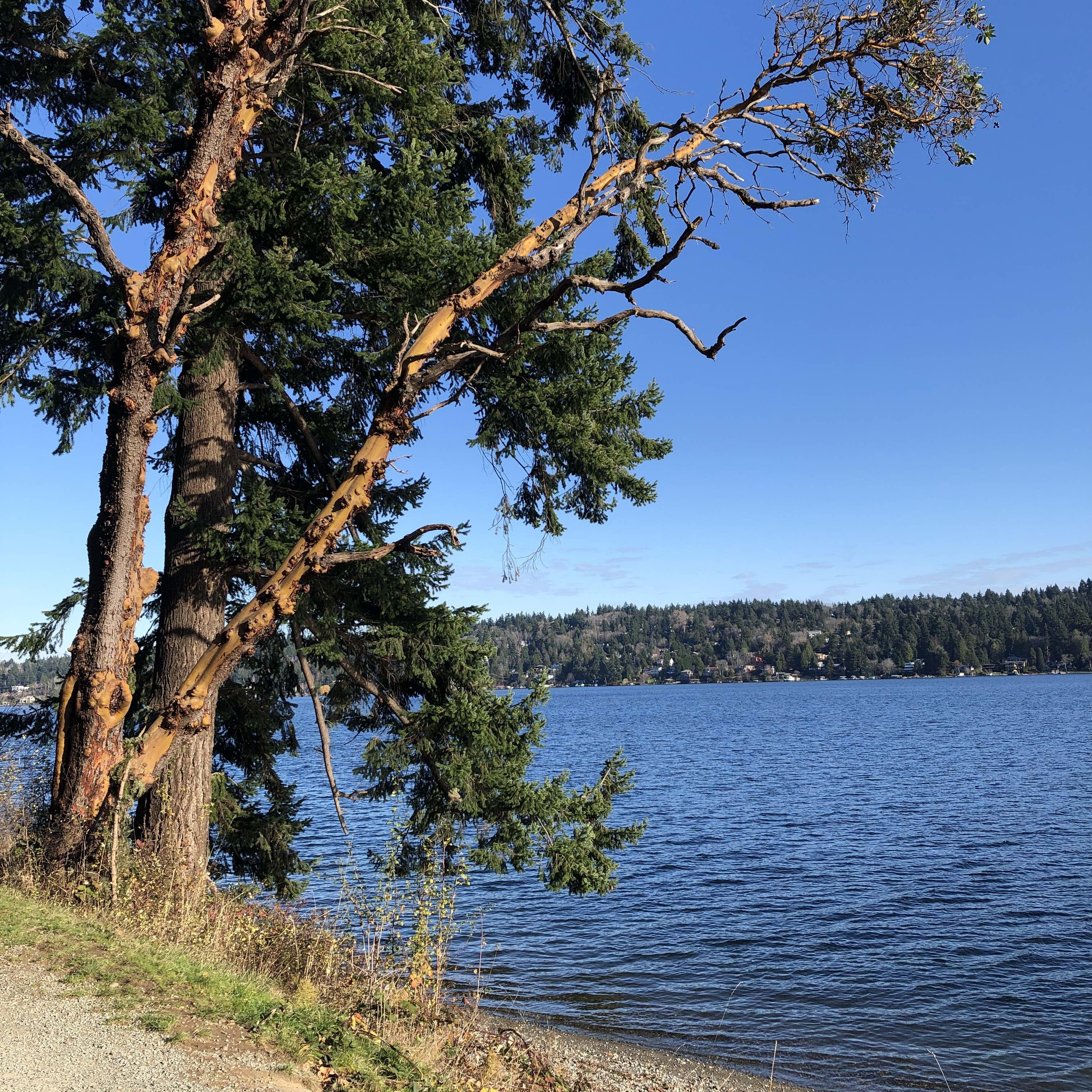 First Thanksgiving we drove down to Seward Park in south Seattle for beautiful scenery. <3