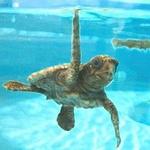 Loggerhead Marinelife Center
