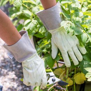 Mid Cuff Leather Glove