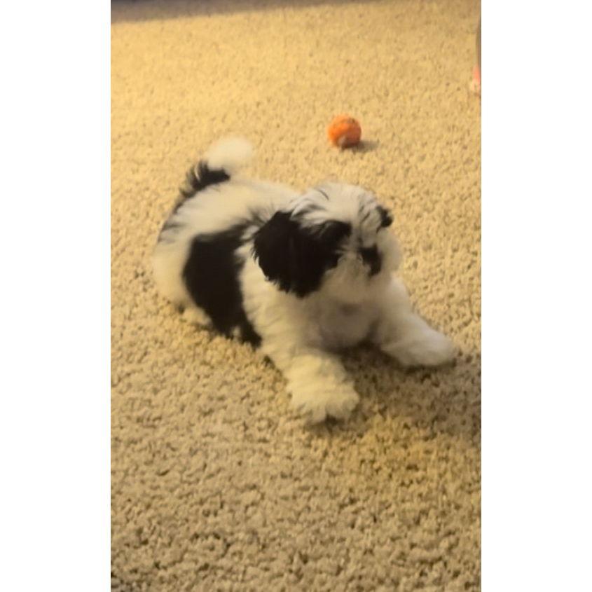 Our four-legged family member- Griselda