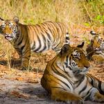 Bandhavgarh Tiger Reserve