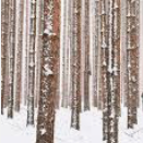 Oak Openings Preserve Metropark