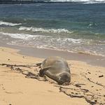 Poipu Beach