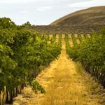 Palouse Winery