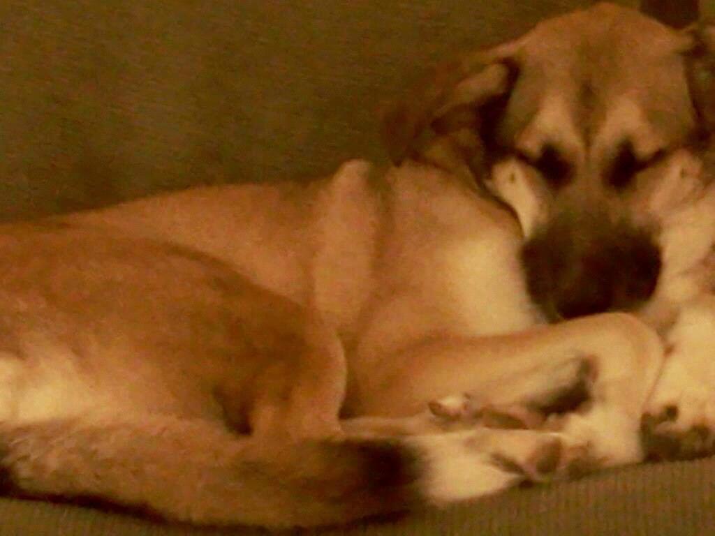 Big boy taking a nap.