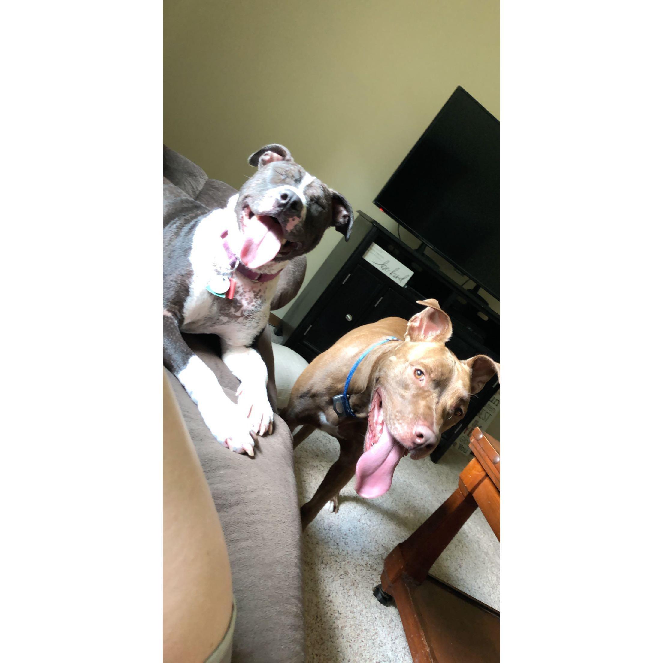 They think we are the best dog parents ever!