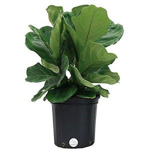 Fiddle-Leaf Fig