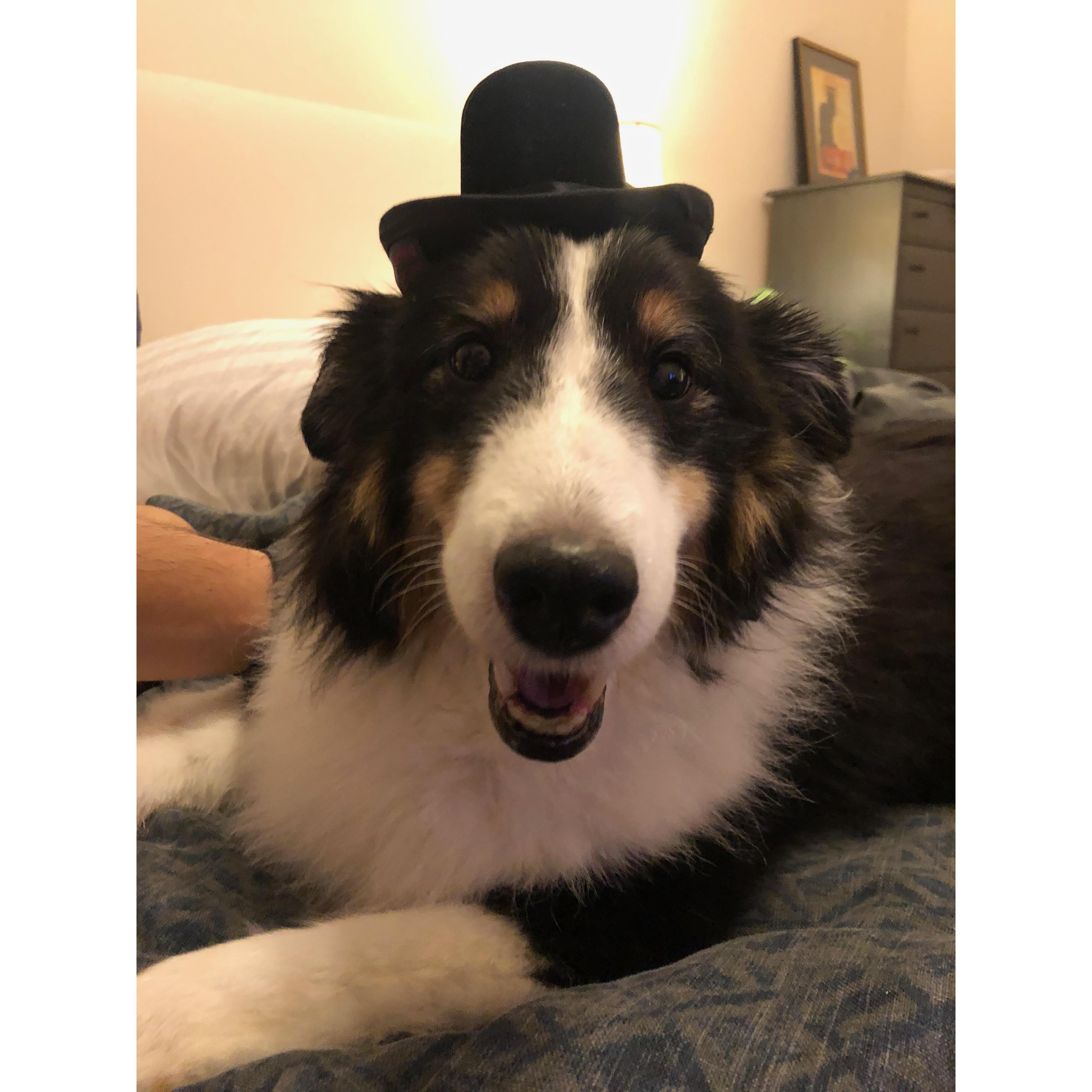 Cookie is ready for the wedding!